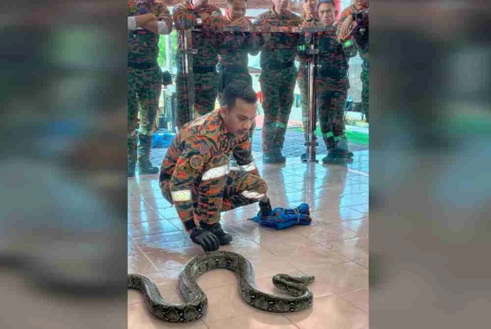 Safiq menunjukkan cara menangkap ular sawa.