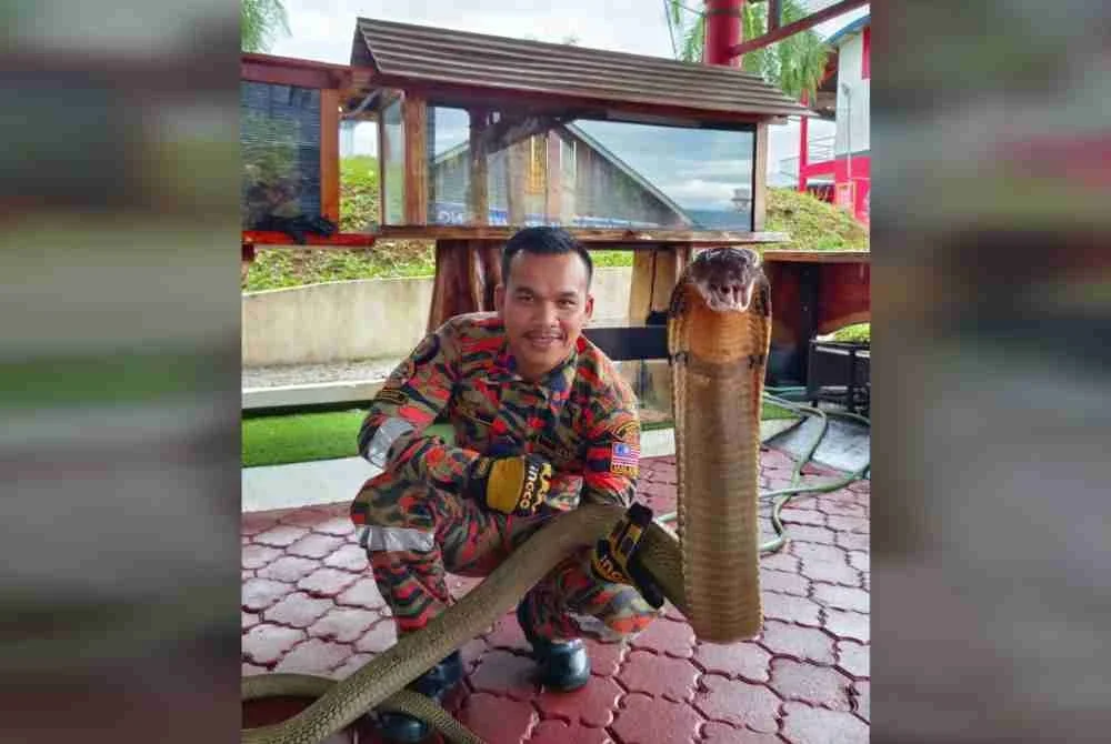 Syafiq menunjukkan ular tedung yang berjaya ditangkapnya.