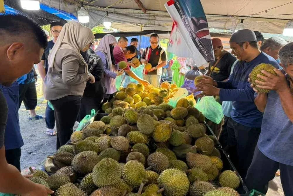 Sebahagian daripada ratusan pelanggan tidak melepaskan peluang memilih durian campuran pelbagai varieti yang dijual pada harga promosi serandah RM1 sebiji di Kedai Durian Maiz, Kampung Bukit Tunggal, Kuala Nerus,
