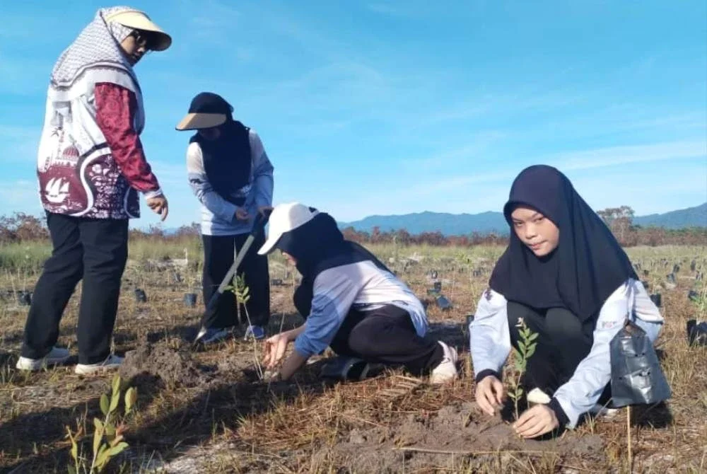Penanaman semula pokok gelam bukan sahaja membantu memulihkan ekosistem, malah mampu membantu menangani perubahan iklim.