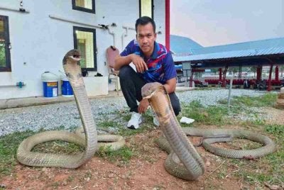 Safiq berminat terhadap pengendalian ular sejak 2014.