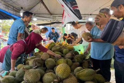 Sebahagian daripada ratusan pelanggan tidak melepaskan peluang memilih durian campuran pelbagai varieti yang dijual pada harga promosi serandah RM1 sebiji di Kedai Durian Maiz, Kampung Bukit Tunggal, Kuala Nerus. 