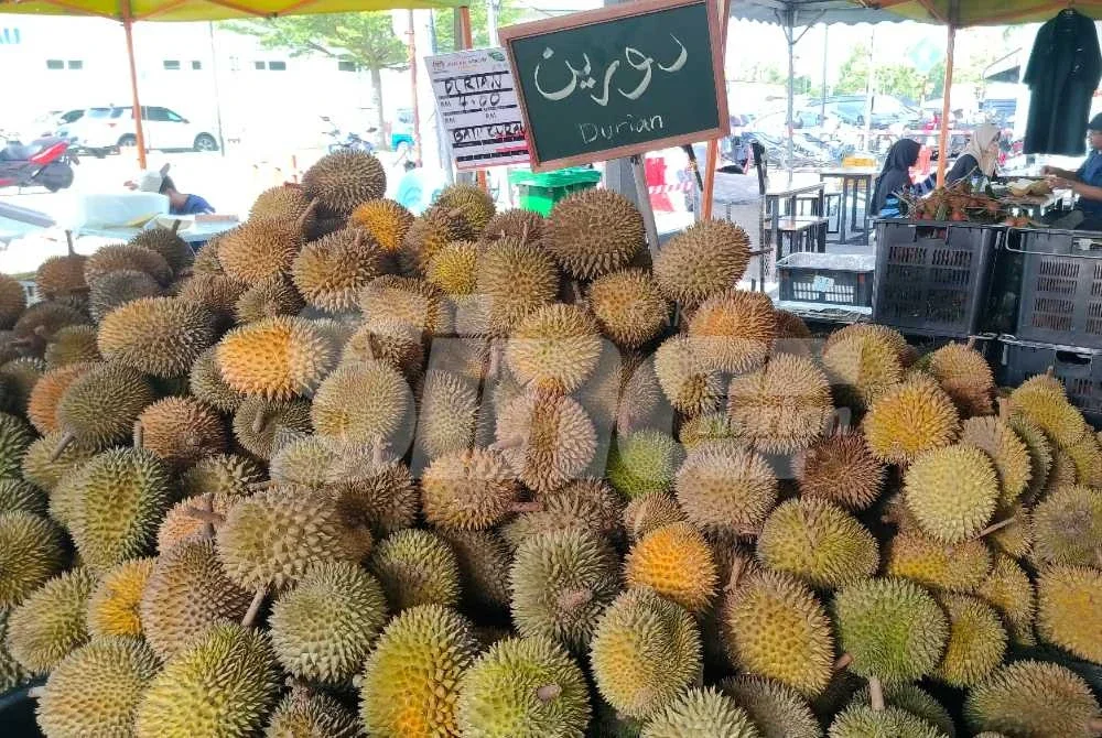 Durian dari Batu Kurau kini dijual serendah RM4 sekilogram akibat lambakan durian di Perak.