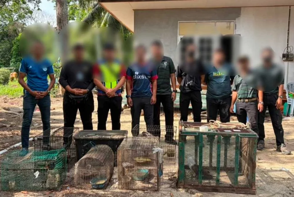 Seorang remaja berusia 18 tahun dicekup oleh PGA selepas dipercayai memelihara pelbagai spesies hidupan liar dilindungi termasuk seekor helang merah, burung hantu carik kafan dan dua ekor musang pandan tanpa permit di Kampung Bunuhan, Tumpat pada Ahad. - FOTO: PGA