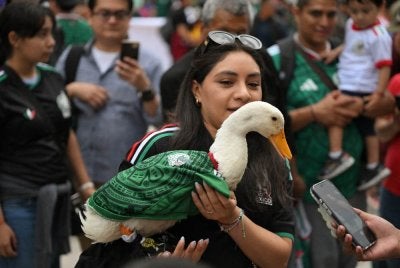 Merlin si itik meraih status selebriti kerana menjadi maskot tidak rasmi Mexico di Piala Dunia.