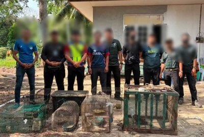 Seorang remaja berusia 18 tahun dicekup oleh PGA selepas dipercayai memelihara pelbagai spesies hidupan liar dilindungi termasuk seekor helang merah, burung hantu carik kafan dan dua ekor musang pandan tanpa permit di Kampung Bunuhan, Tumpat pada Ahad. - FOTO: PGA
