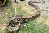 JBPM) berjaya menangkap seekor ular sawa seberat lebih 100 kilogram selepas reptilia itu membaham seekor kambing di Kampung Batu Papan. Gambar hiasan