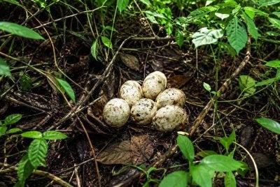 Objek menyerupai telur ular yang ditemukan di belakang rumah seorang wanita di Kampung Paya Mengkuang, Chetok, Pasir Mas pada Isnin. - Imej janaan AI