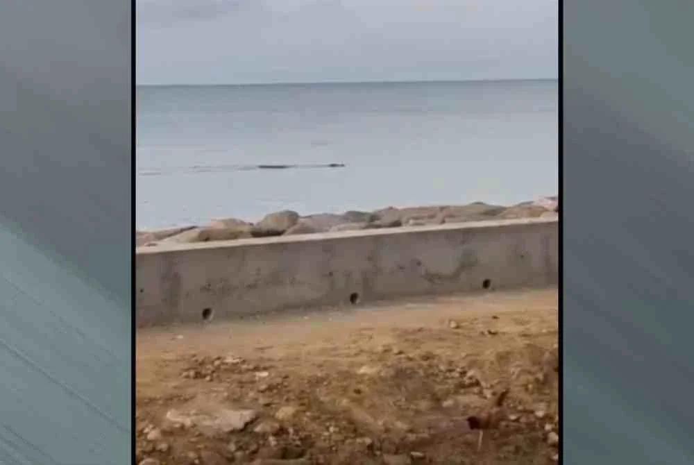 Seekor buaya dipercayai muncul secara tiba-tiba lalu membaham mangsa.