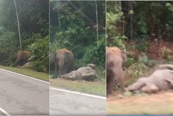 Tangkap layar video tular - Foto: Community Roda Johor (CRJ)