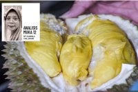 Keadaan cuaca yang baik dalam beberapa bulan kebelakangan ini telah merangsang pokok durian mengeluarkan hasil yang tinggi. Foto: Bernama 
