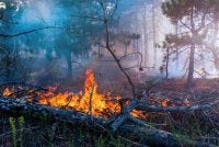 Kebakaran memusnahkan lebih 700 hektar kawasan hutan di selatan Perancis, memaksa pemindahan penduduk serta mencetuskan operasi kecemasan berskala besar.