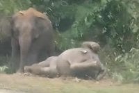 Seekor anak gajah mati dilanggar kenderaan, manakala ibunya enggan berganjak selama tujuh jam di Jalan Felda Nitar, Mersing.