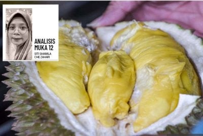 Keadaan cuaca yang baik dalam beberapa bulan kebelakangan ini telah merangsang pokok durian mengeluarkan hasil yang tinggi. Foto: Bernama 