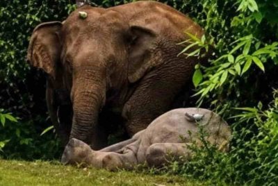 Seekor anak gajah mati dilanggar kenderaan, manakala ibunya enggan berganjak selama tujuh jam di Jalan Felda Nitar, Mersing.