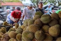  Peniaga menjual pelbagai jenis durian seperti IOI, kampung dan udang merah dengan harga jauh lebih murah. Foto Bernama 