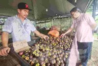 Khairul Azhar melayan pelanggan yang sedang memilih manggis di gerai buah miliknya di Jalan Sungai Lembing di sini pada Jumaat. 