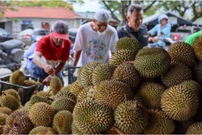  Peniaga menjual pelbagai jenis durian seperti IOI, kampung dan udang merah dengan harga jauh lebih murah. Foto Bernama 
