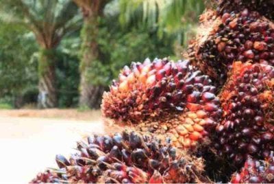 Industri sawit negara memperoleh kelebihan baharu untuk terus menembusi pasaran Eropah selepas Pensijilan Minyak Sawit Mampan Malaysia (MSPO) diterima oleh Netherlands Food and Consumer Product Safety Authority (NVWA) .