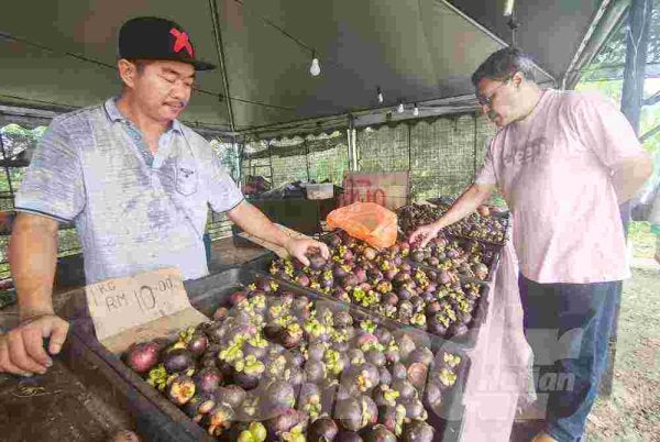 Khairul Azhar melayan pelanggan yang sedang memilih manggis di gerai buah miliknya di Jalan Sungai Lembing di sini pada Jumaat. 