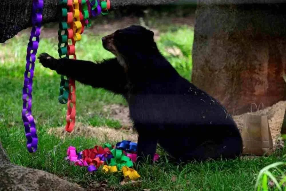 Sebuah zoo di China menarik perhatian ramai selepas menawarkan gaji tahunan sebanyak 100,000 yuan (kira-kira RM60,000) kepada individu yang sanggup bekerja dengan memakai kostum beruang hitam. Foto AFP