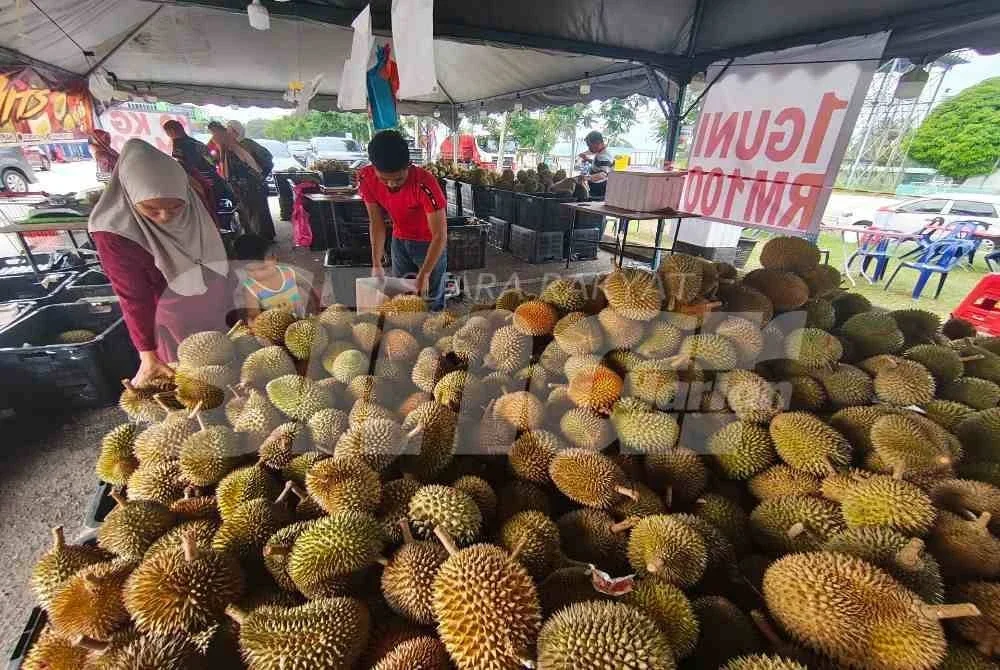 Nurul Syakila memilih durian untuk dimasukkan dalam guni.