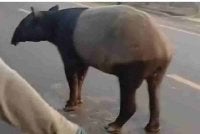 Tapir berkenaan berkeliaran di jalan utama sebelum dibunuh penduduk. Foto: Detik.com