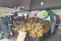 Harga RM100 penuh guni menjadi tarikan dari penggemar raja buah itu.