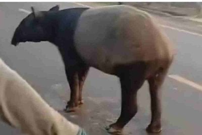 Tapir berkenaan berkeliaran di jalan utama sebelum dibunuh penduduk. Foto: Detik.com