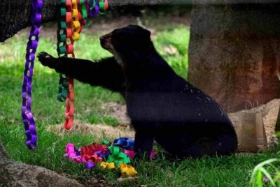 Sebuah zoo di China menarik perhatian ramai selepas menawarkan gaji tahunan sebanyak 100,000 yuan (kira-kira RM60,000) kepada individu yang sanggup bekerja dengan memakai kostum beruang hitam. Foto AFP
