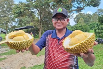 Mohamad Zabawi menunjukkan varieti durian MS88 iaitu antara baka terbaik dan popular dihasilkan melalui penyelidikan MARDI.