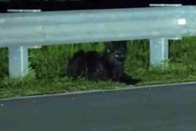 Tangkap layar yang dipercayai harimau kumbang muncul di tepi jalan Tasik Kenyir, Terengganu.