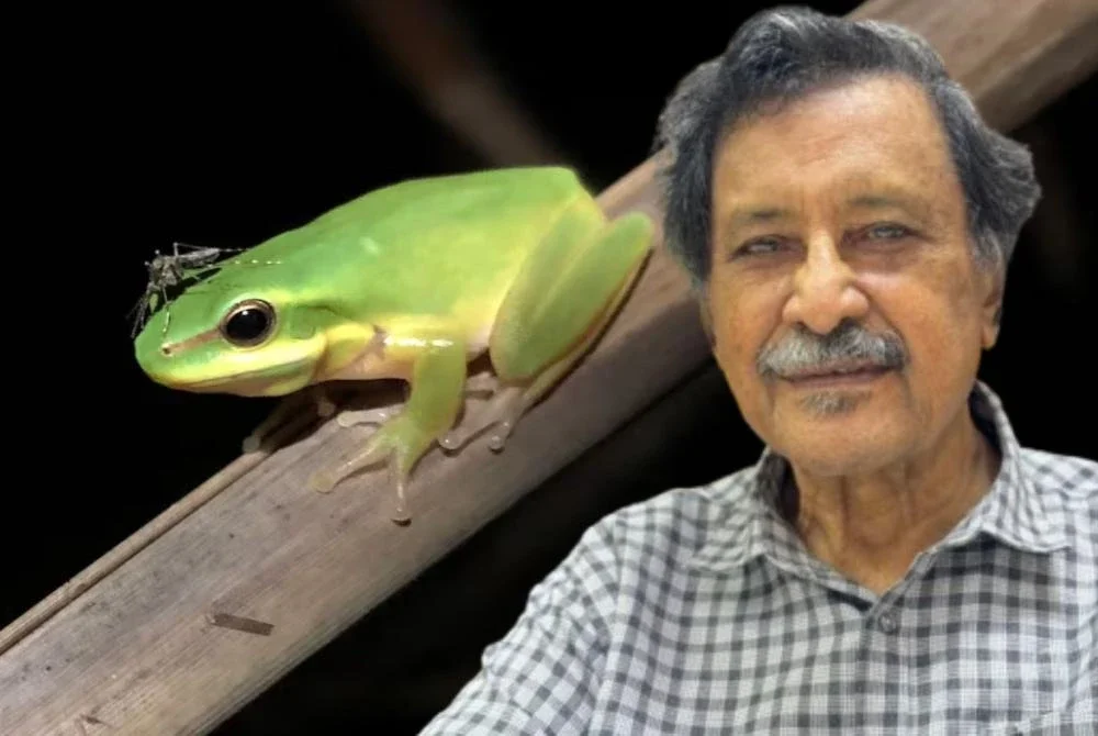 Kemerosotan populasi katak di Malaysia mengancam keseimbangan ekosistem dan meningkatkan risiko penyakit bawaan nyamuk. Foto kecil: Mohideen