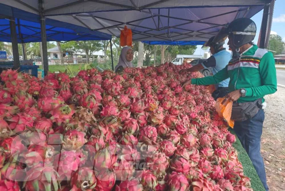 Pelanggan memilih buah naga yang dijual RM1 sebiji di sebuah gerai di Jalan Peramu berhampiran Maahad Tahfiz Negeri Pahang.