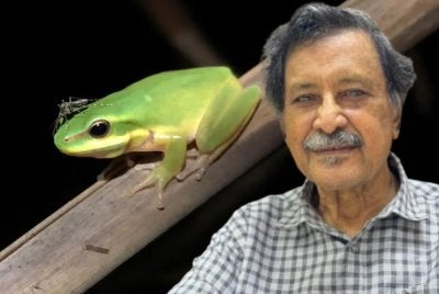 Kemerosotan populasi katak di Malaysia mengancam keseimbangan ekosistem dan meningkatkan risiko penyakit bawaan nyamuk. Foto kecil: Mohideen