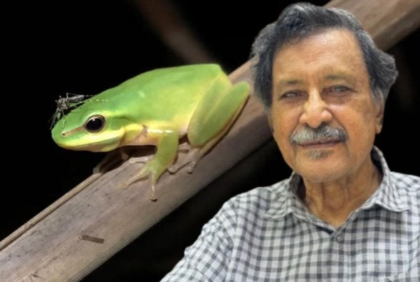 Kemerosotan populasi katak di Malaysia mengancam keseimbangan ekosistem dan meningkatkan risiko penyakit bawaan nyamuk. Foto kecil: Mohideen