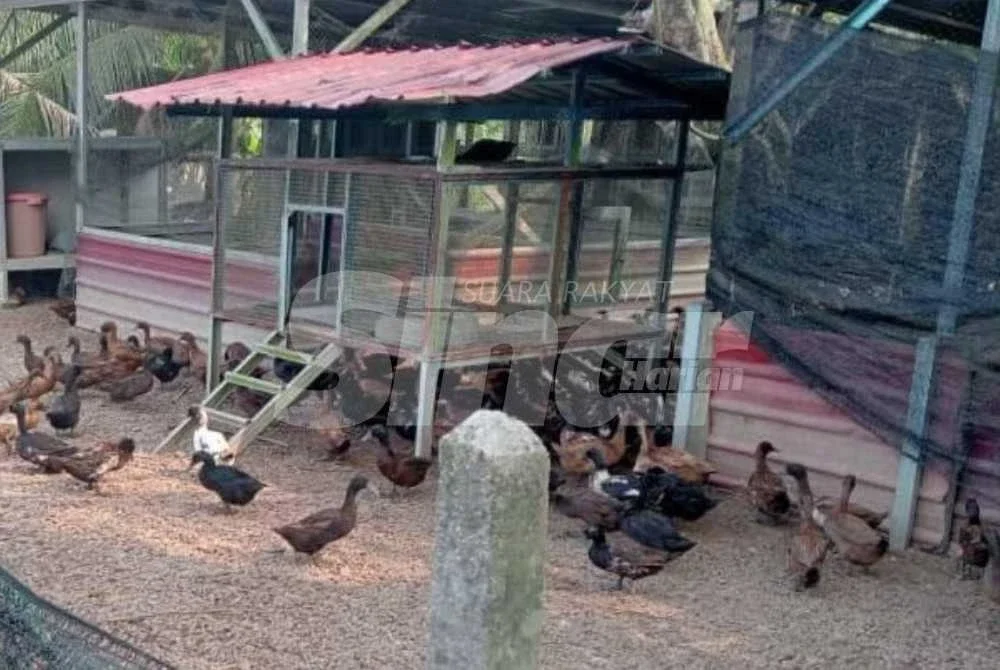 Itik penelur yang kini mampu memberi nilai tambah kepada penduduk setempat.