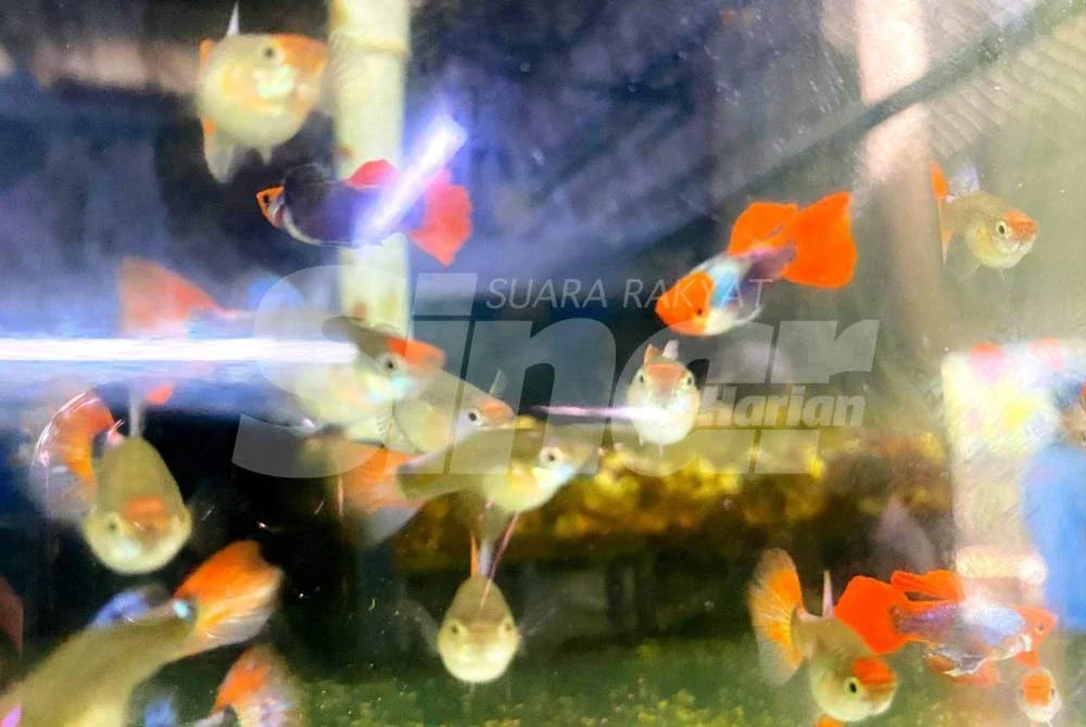 Ramai menyangka guppy hanyalah ikan murah, sedangkan baka tertentu mampu mencecah ratusan ringgit bergantung kepada ketulenan baka, corak warna, bentuk badan dan kualitinya. Foto: HAZELEN LIANA KAMARUDIN