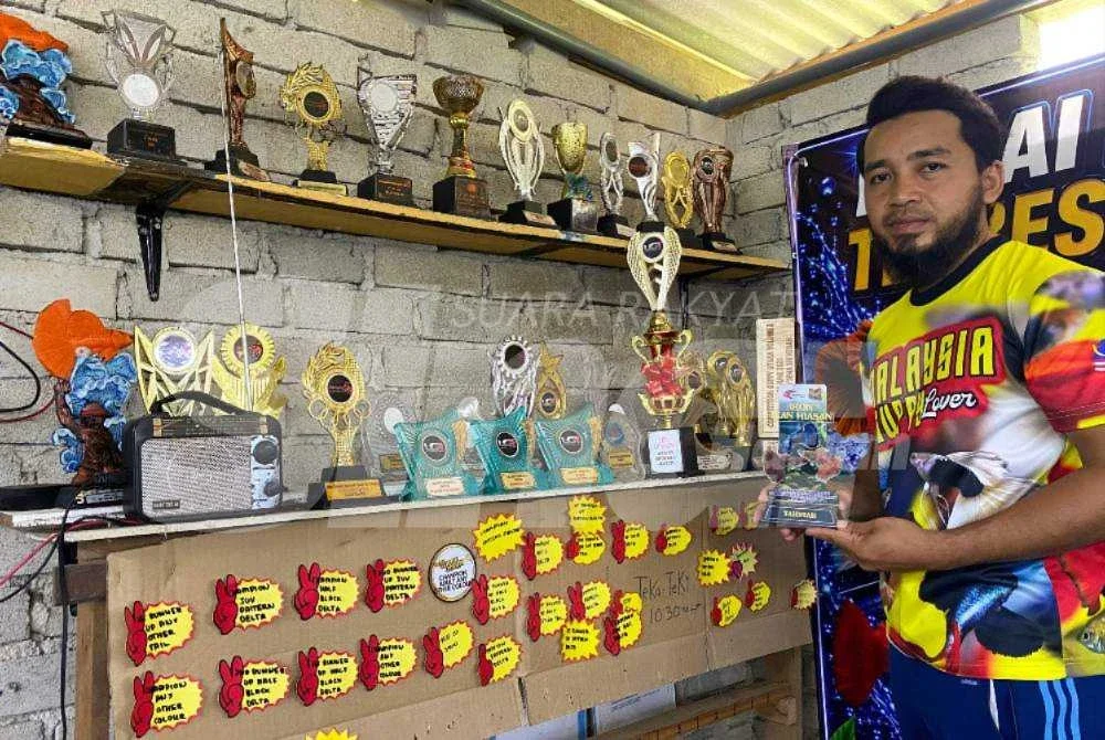 Mohamad Hafis menunjukkan piala dimenangi dan aktif menyertai pertandingan ikan hiasan di seluruh negara bagi mengukur kualiti baka yang diternaknya.
Foto: HAZELEN LIANA KAMARUDIN