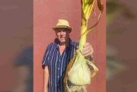Saiz luar biasanya itu cukup untuk menghasilkan perasa bagi kira-kira 1,400 hidangan sos bolognese.