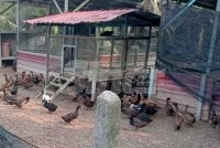Itik penelur yang kini mampu memberi nilai tambah kepada penduduk setempat.