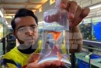 Di sebalik tubuhnya hanya sebesar jari kelingking, ikan guppy yang sering dianggap sekadar penghuni akuarium rupa-rupanya membawa rezeki cukup besar buat seorang guru memandu apabila terpaksa mengambil cuti tanpa gaji demi menjaga ibunya diserang strok sejak lebih dua tahun lalu. Foto: HAZELEN LIANA KAMARUDIN