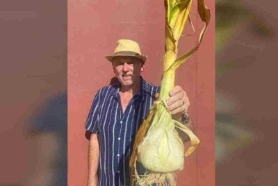 Saiz luar biasanya itu cukup untuk menghasilkan perasa bagi kira-kira 1,400 hidangan sos bolognese.