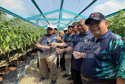 Hasil tanaman cili fertigasi di bekas tempat longgokan sampah.