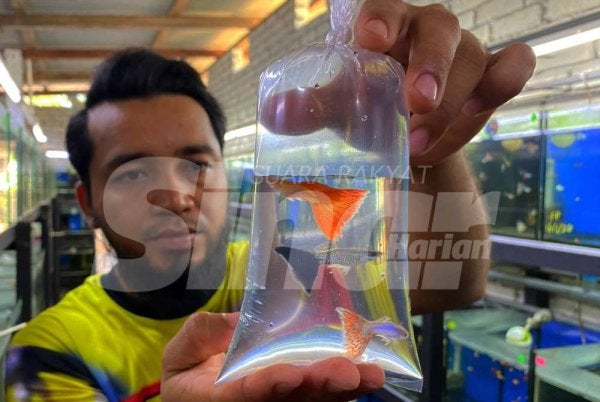 Di sebalik tubuhnya hanya sebesar jari kelingking, ikan guppy yang sering dianggap sekadar penghuni akuarium rupa-rupanya membawa rezeki cukup besar buat seorang guru memandu apabila terpaksa mengambil cuti tanpa gaji demi menjaga ibunya diserang strok sejak lebih dua tahun lalu. Foto: HAZELEN LIANA KAMARUDIN