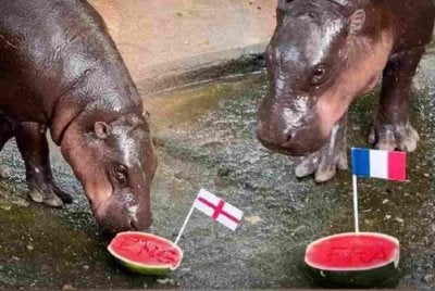 Ramalan santai itu diadakan di zoo berkenaan pada Selasa yang terletak di daerah Si Racha, Chonburi ketika kejohanan memasuki peringkat akhir. Foto Agensi