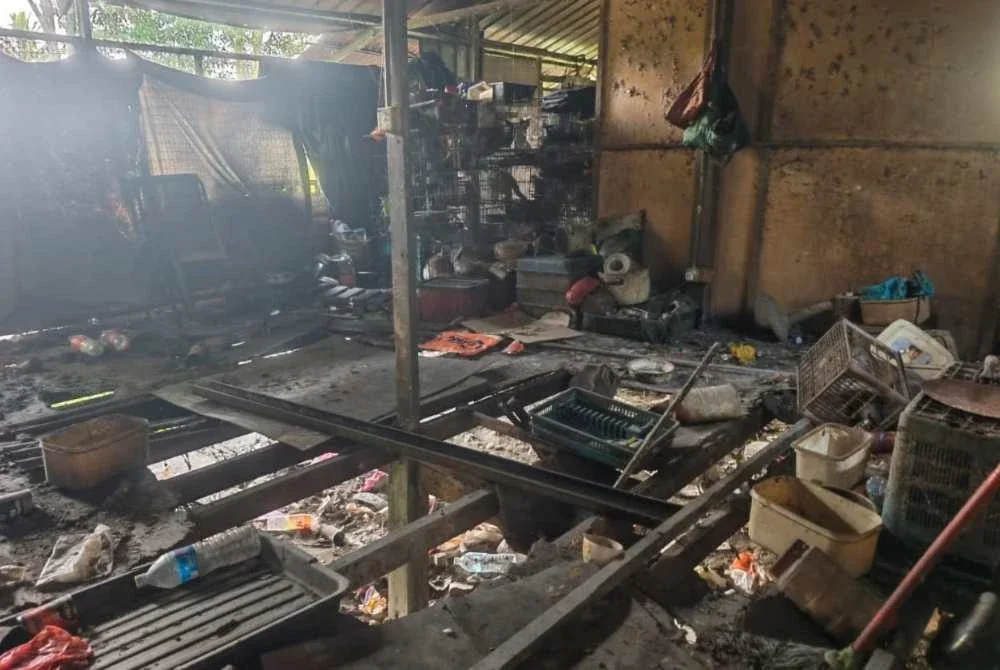 Keadaan di dalam premis di Kampung Chemomoi, Bentong yang menempatkan puluhan haiwan terabai dalam deretan sangkar besi berselerak dengan lantai dipenuhi sisa kotoran. Foto Facebook Kim Hyo Kyen