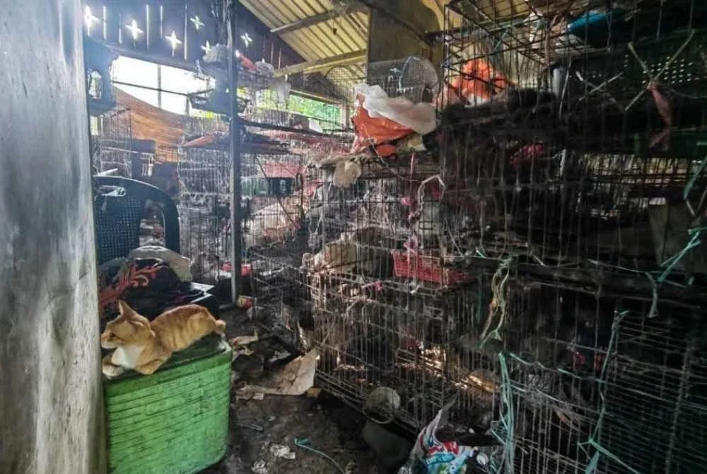 Ruang dalam premis berkenaan didapati teramat kotor dengan struktur lantai yang rosak serta dipenuhi dengan deretan sangkar besi yang menempatkan haiwan-haiwan kurungan. Foto Facebook Kim Hyo Kyen
