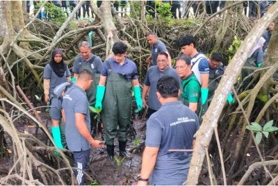 Rombongan diraja berkenan mencemar duli menyempurnakan penanaman anak bakau di Sungai Merbok pada Rabu.