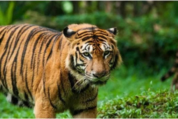 Beberapa lagi imej harimau belang dikesan menerusi rakaman kamera perangkap di kawasan riadah Bukit Bangkong, Chemor di sini. - Gambar hiasan